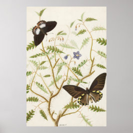 Vintage Exotic Butterflies Poster