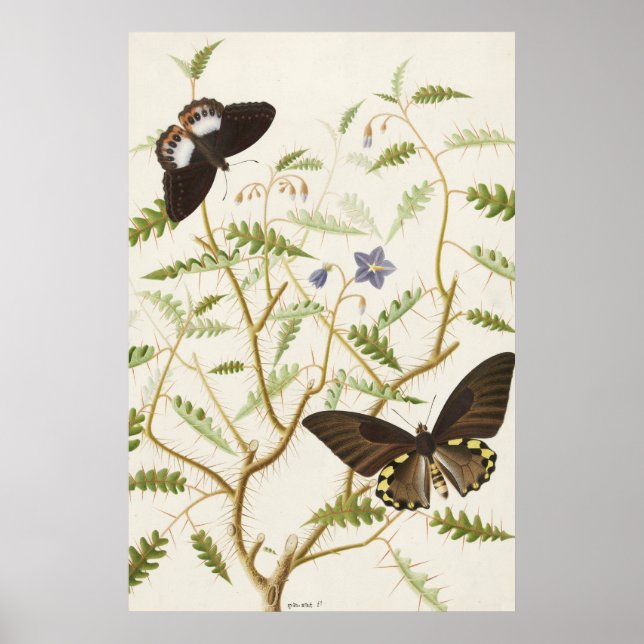 Vintage Exotic Butterflies Poster (Framsidan)