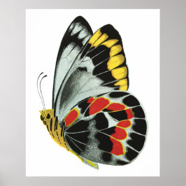 Vintage exotisk fjäril 4 poster