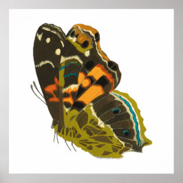 Vintage exotisk fjäril 5 poster