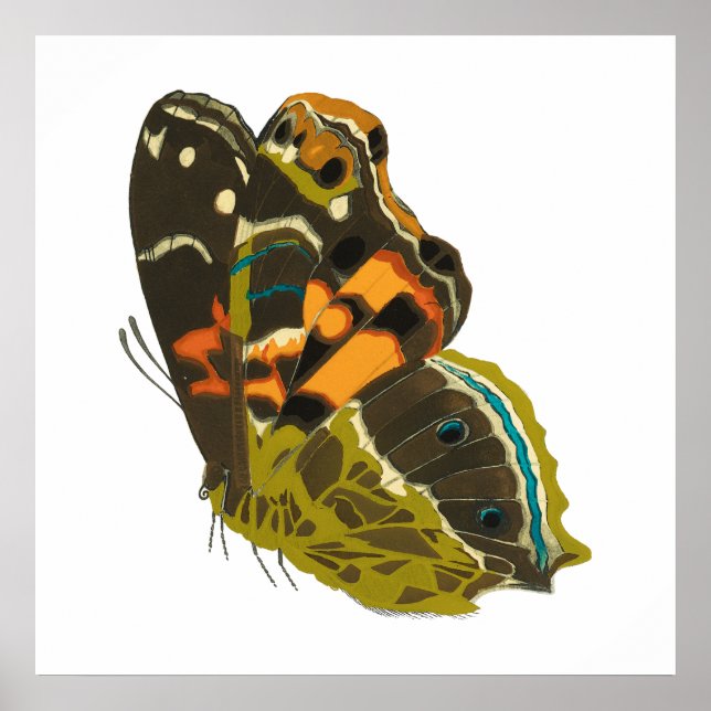 Vintage exotisk fjäril 5 poster (Framsidan)