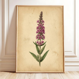 Vintage Fackelbloms Botaniskt Tryck