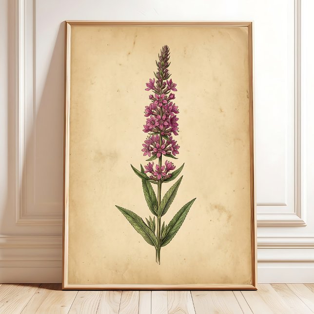 Vintage Fackelbloms Botaniskt Tryck (Skapare uppladdad)