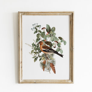 Vintage Fågel och Svamp Botanisk Poster