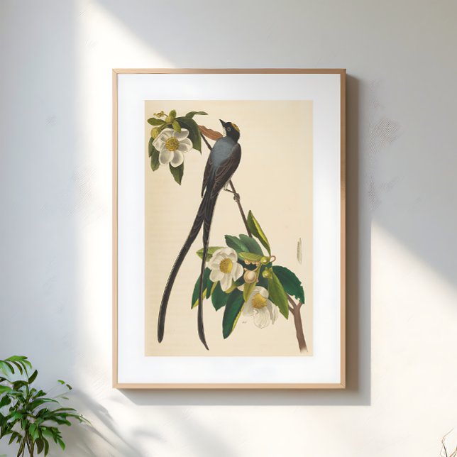 Vintage fågel svalor-stjärtad blomillustration poster (Skapare uppladdad)