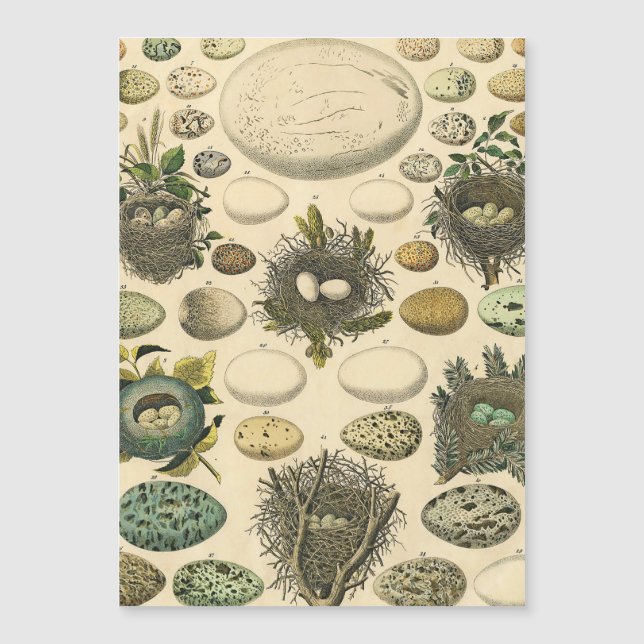 Vintage Fågelägg med Nest Art Painting Eggs (Framsida)