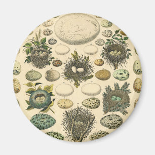 Vintage Fågelägg med Nest Art Painting Eggs Magnet