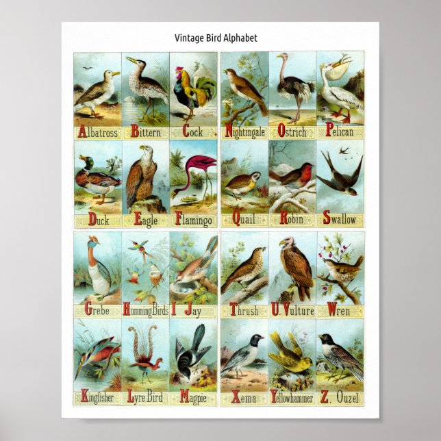 Vintage Fågelalfabetet Poster (Framsidan)