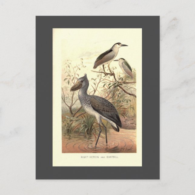 Vintage fågelillustration: Båtskorg Vykort (Framsida)