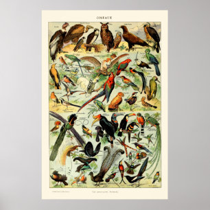 Vintage fåglar av Adolphe Millot Poster