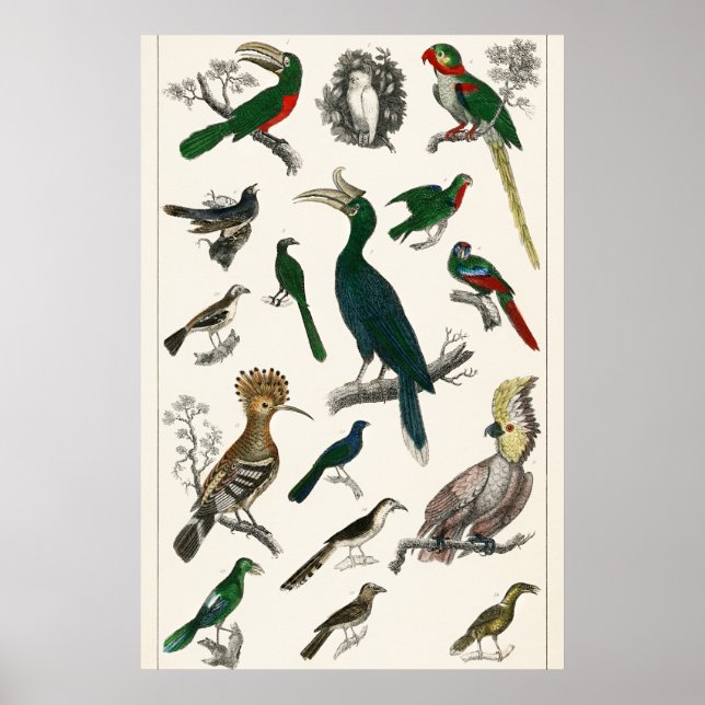 Vintage Fåglar Gamla Illustration Art Animals Poster (Framsidan)