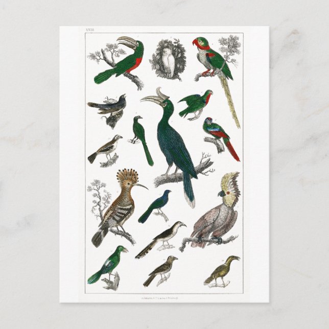 Vintage Fåglar Gamla Illustration Art Animals Vykort (Framsida)