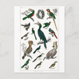 Vintage Fåglar Gamla Illustration Art Animals Vykort