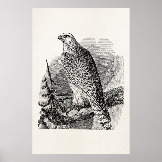 Vintage Falcon Bird - Fågelmall tom Poster (Framsidan)