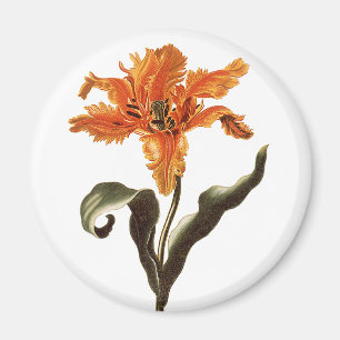 Vintage Fancy Orange Lilja i blom, Trädgårdsblommo Magnet