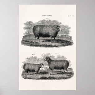 Vintage Får Ewe Boskap Retro Ewes Poster