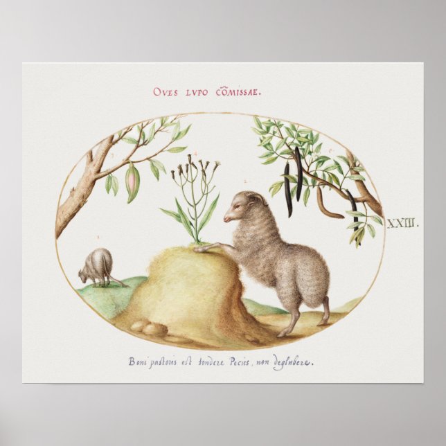 Vintage Får Poster (Framsidan)