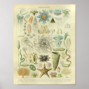 Vintage Färg Jellyfish Sea Life Art Skriv ut Poster