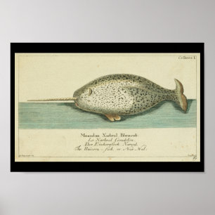 Vintage Färg Narwhal-valutskrift Poster