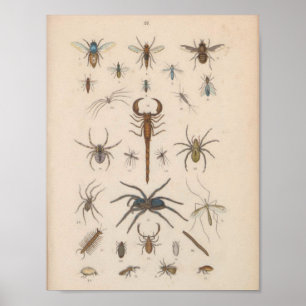 Vintage Färg Scorpion Spider Skriv ut Poster