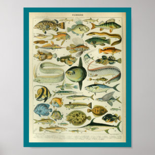 Vintage Färg Sjöliv fiskutskrift Poster