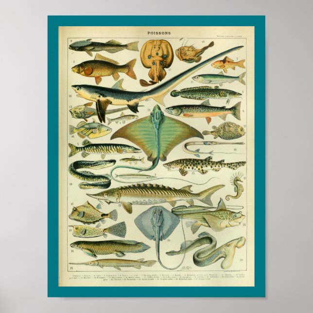 Vintage Färg Sjöliv fiskutskrift Poster (Framsidan)
