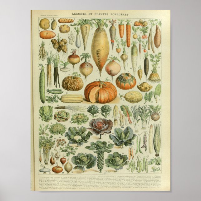 Vintage Färg Vegetabiliska konstutskrift Poster (Framsidan)