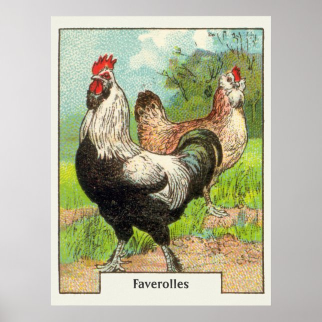 Vintage Faverolles Chicken Poster (Framsidan)