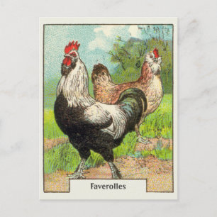 Vintage Faverolles Chicken Vykort