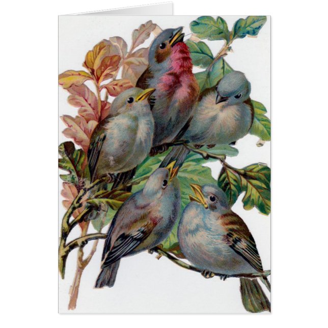 Vintage - fem sångfåglar, hälsningskort (Framsidan)