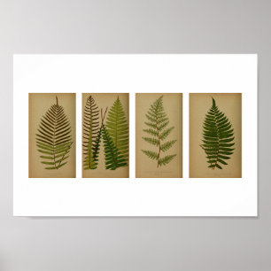 Vintage Ferns Botanical Print Poster