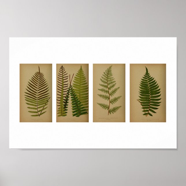Vintage Ferns Botanical Print Poster (Framsidan)