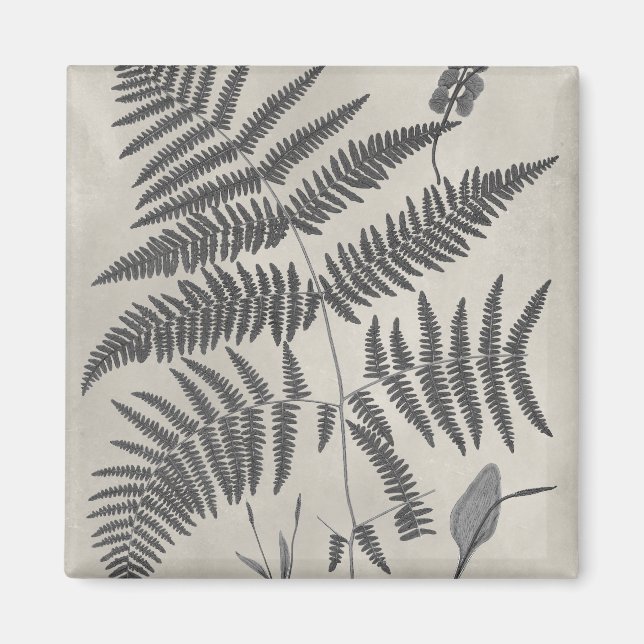 Vintage Ferns Magnet (Framsidan)