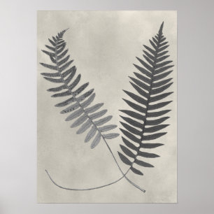 Vintage Ferns Poster