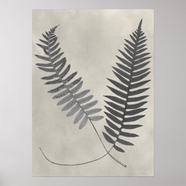 Vintage Ferns Poster (Framsidan)