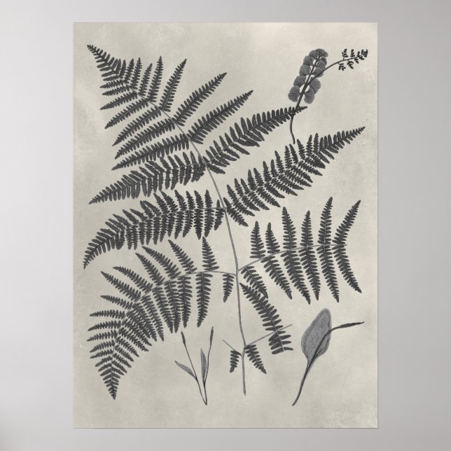 Vintage Ferns Poster (Framsidan)
