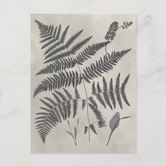 Vintage Ferns Vykort (Framsida)