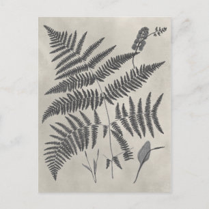Vintage Ferns Vykort