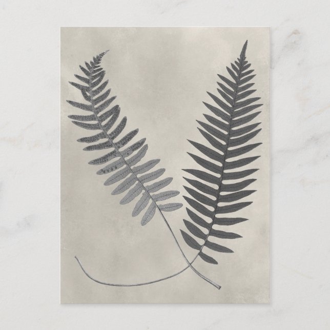 Vintage Ferns Vykort (Framsida)