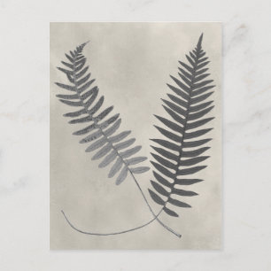 Vintage Ferns Vykort