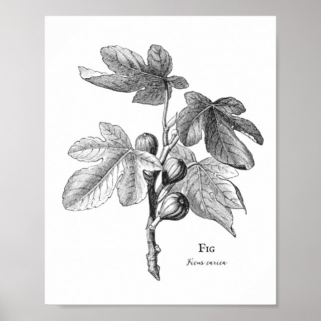 Vintage Fig Botanical Illustration Poster (Framsidan)