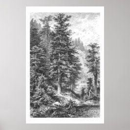 Vintage Fir Träd 1800s - antika utskrifter Poster