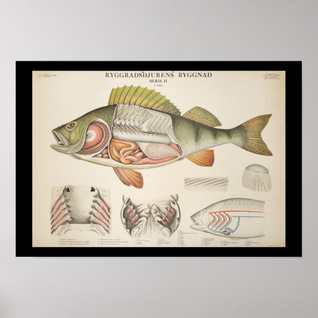 Vintage Fish Anatomy Print Poster (Framsidan)