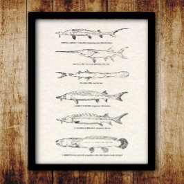 Vintage Fish Chart - Sturgeon and Paddlefish Poster