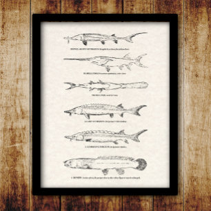 Vintage Fish Chart - Sturgeon and Paddlefish Poster