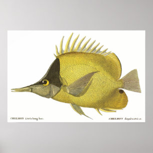 Vintage Fish, Gult Tropical Chelmon Longirostris Poster