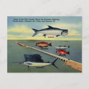 Vintage Fish of Florida Nycklar vycard Vykort