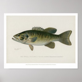 Vintage Fishes - Black Bass Poster
