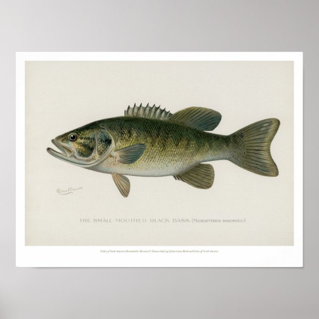 Vintage Fishes - Black Bass Poster (Framsidan)