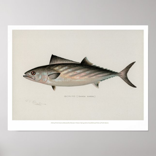 Vintage Fishes - Bonito Poster (Framsidan)